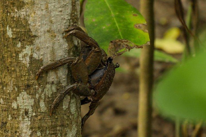 From Ho Chi Minh City: Can Gio Forest & Wildlife Scenic Boat Tour