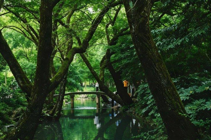 Hangzhou Nine Creeks Dragon Well Half Day Hiking Tour