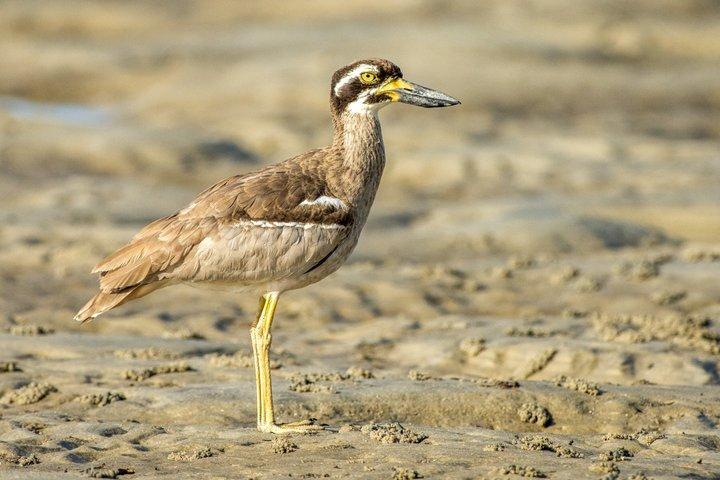North Stradbroke Island Day Tour from Brisbane – Small Group