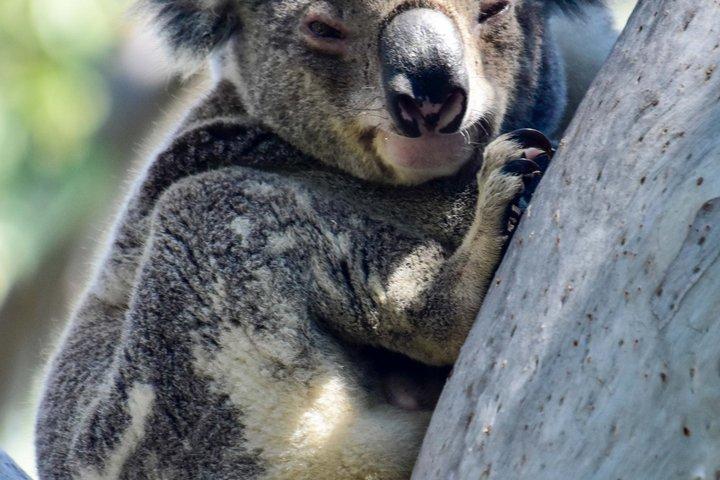 North Stradbroke Island Day Tour from Brisbane – Small Group