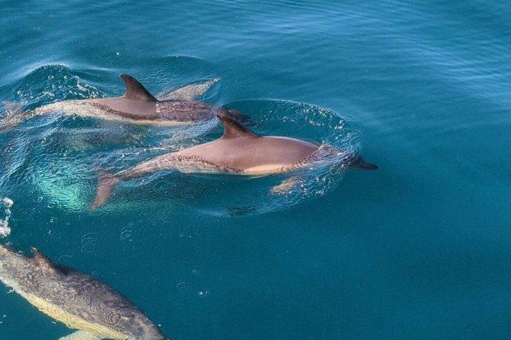 Dolphin Swim with Crystal Rock and BBQ Lunch in Mauritius