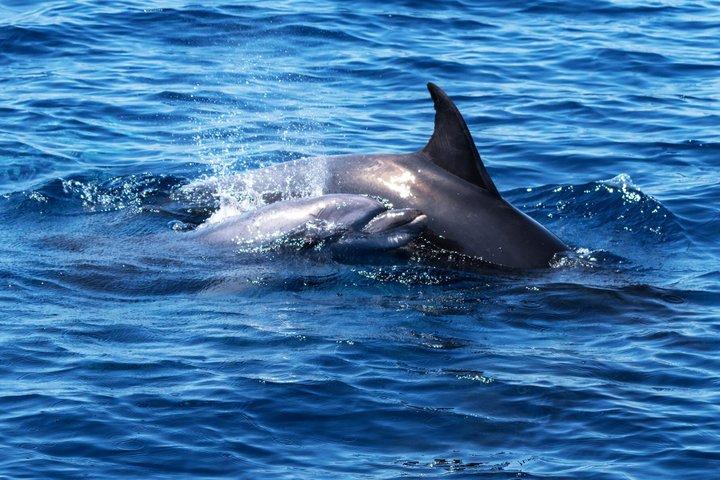 Dolphin Watching Boat Tour in Hvar with lunch and drinks unlimit