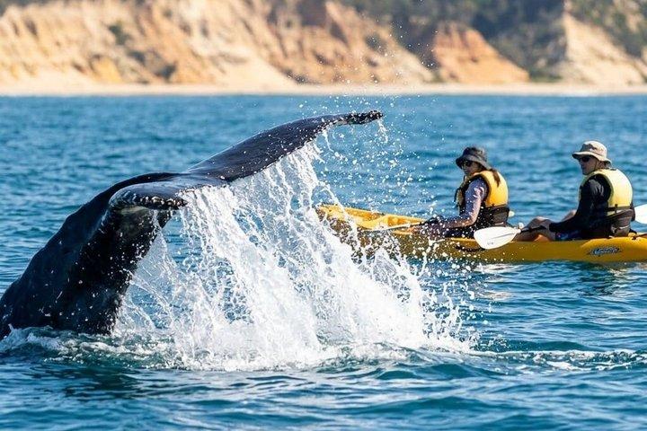 Noosa: Epic Whale Watching On Ocean Kayaks & Beach 4X4 Tour
